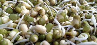 Grow Sprouts at home