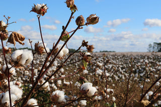 Exploring the Potential: Can Hemp Replace Cotton?