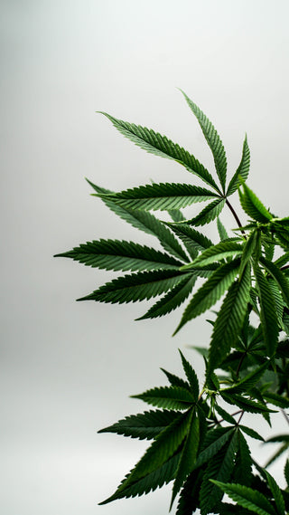 The Sustainable Wonder: Exploring the Environmental Benefits of Hemp