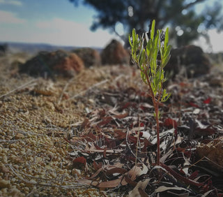 Can Hemp Replace Plastic? Exploring Hemp's Potential as a Sustainable Alternative - Hemp Gallery