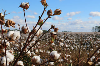 Exploring the Potential: Can Hemp Replace Cotton? - Hemp Gallery