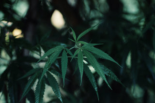Hemp vs. Cannabis Part 1 - Hemp Gallery