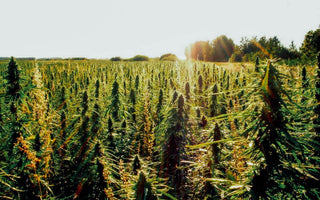 Hemp vs. Cannabis Part 2 - Hemp Gallery