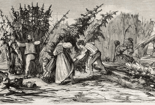 The History of CBD - Hemp Gallery