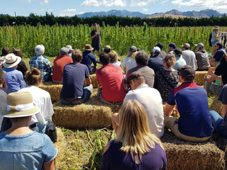 Hemp Farm in New Zealand