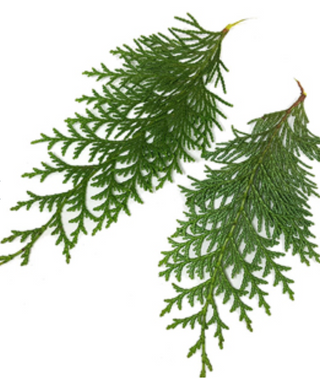 Hinoki 5ml